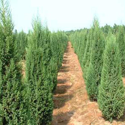 河南檜柏 規(guī)格齊全、價(jià)格優(yōu)廉的大型苗木種植基地